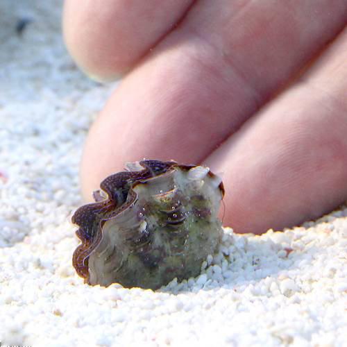 （サンゴ）ヒメシャコガイ　おまかせカラー　ＳＳサイズ（ブリード）（１匹）　北海道・九州航空便要保温