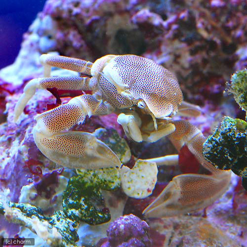 （海水魚）カニ　アカホシカニダマシ（１匹）　北海道・九州航空便要保温