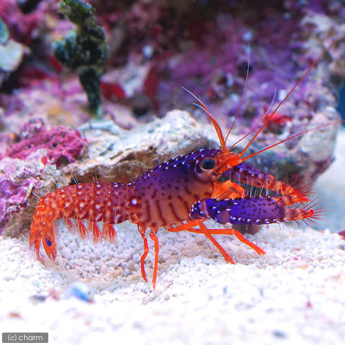 （海水魚）エビ　ダウミィパープルリーフロブスター（１匹）　北海道・九州航空便要保温