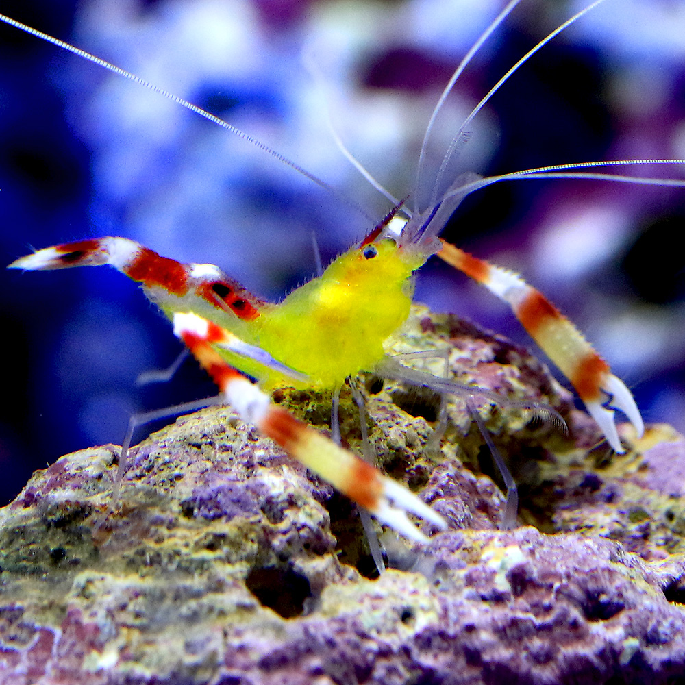 （海水魚）エビ　キイロオトヒメエビ（１匹）　北海道・九州航空便要保温