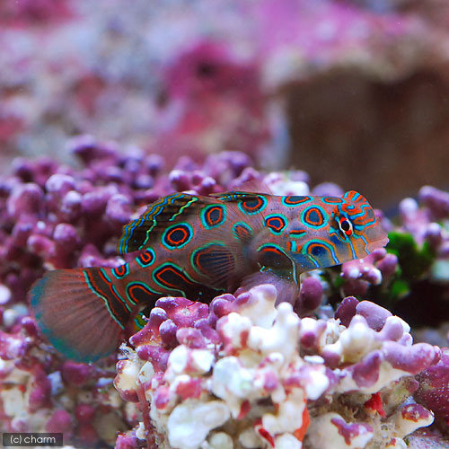 （海水魚）スポッテッドマンダリン（１匹）　北海道・九州航空便要保温