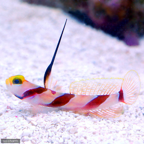 （海水魚）ヒレナガネジリンボウ（１匹）　北海道・九州航空便要保温