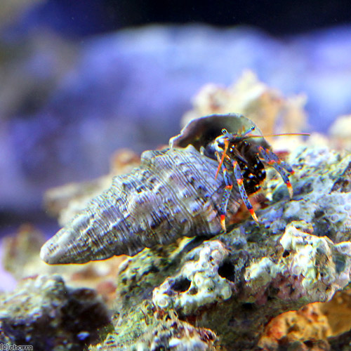 （海水魚）ヤドカリ　ホワイトブルーレッグハーミットクラブ（１匹）　北海道・九州航空便要保温