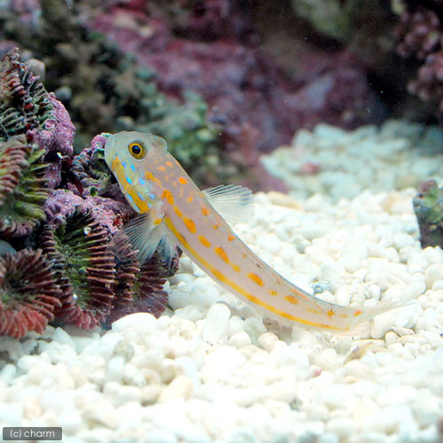 （海水魚）オトメハゼ（１匹）　北海道・九州航空便要保温