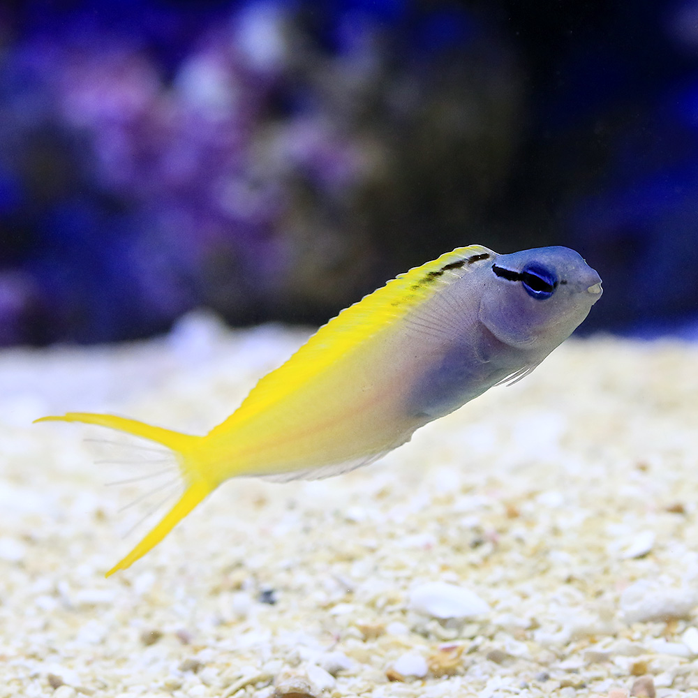 （海水魚）オウゴンニジギンポ（１匹）　北海道・九州航空便要保温