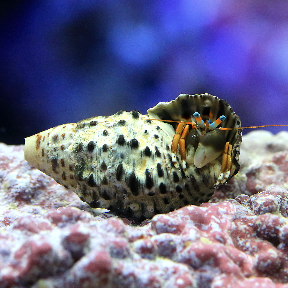 （海水魚）ヤドカリ　沖縄産　スベスベサンゴヤドカリ（１匹）　北海道・九州航空便要保温