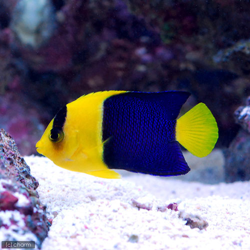 （海水魚）ヤッコ　ソメワケヤッコ　Ｍサイズ（１匹）