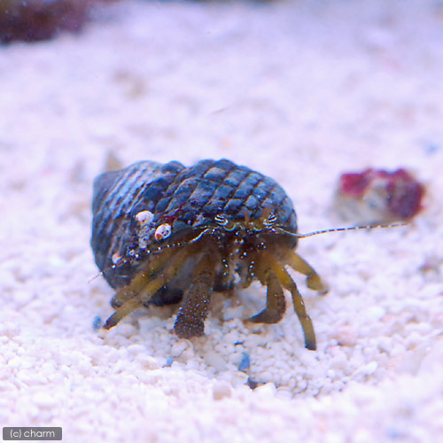 （海水魚）ヤドカリ　ヤドカリミックス　Ｍサイズ（１匹）　北海道・九州航空便要保温