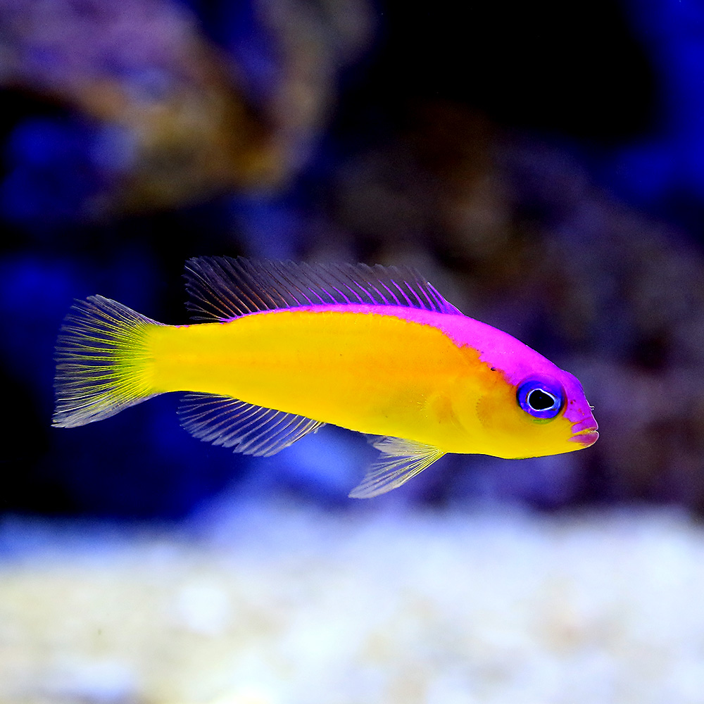 （海水魚）カンムリニセスズメ（１匹）　北海道・九州航空便要保温