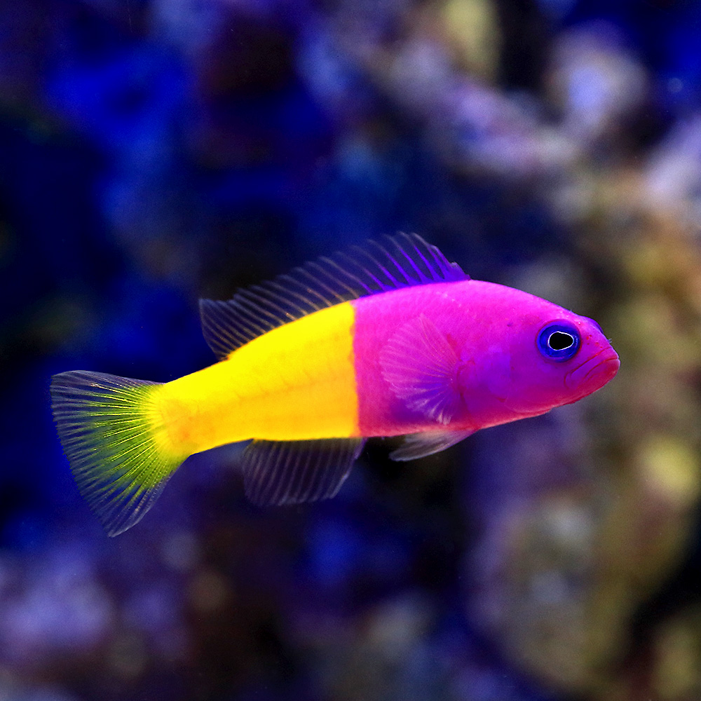 （海水魚）バイカラードティーバック（１匹）　北海道・九州航空便要保温