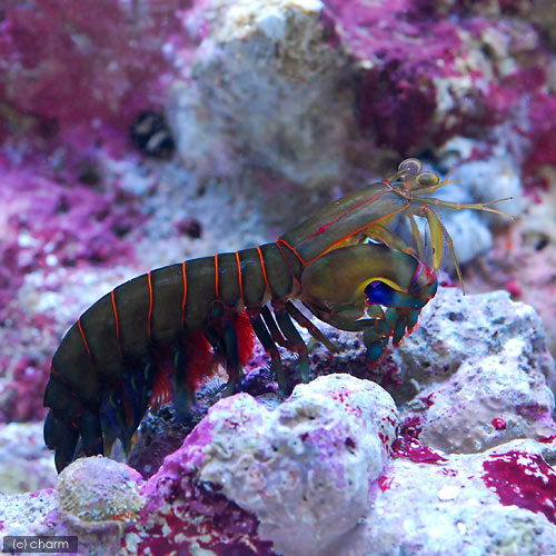 （海水魚）エビ　シャコｓｐ．カラーおまかせ（１匹）　北海道・九州航空便要保温