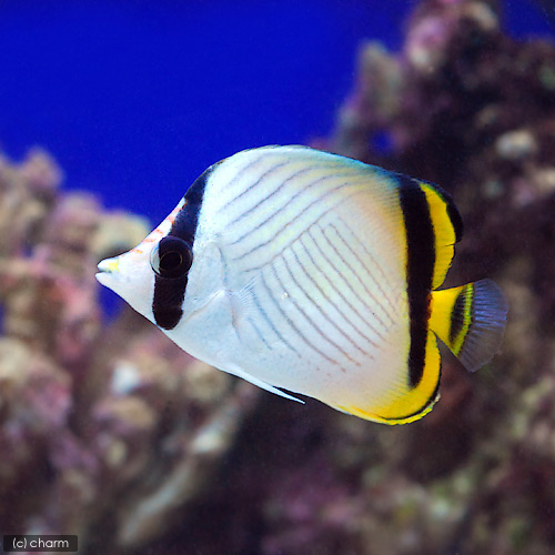 （海水魚）フウライチョウチョウウオ（１匹）