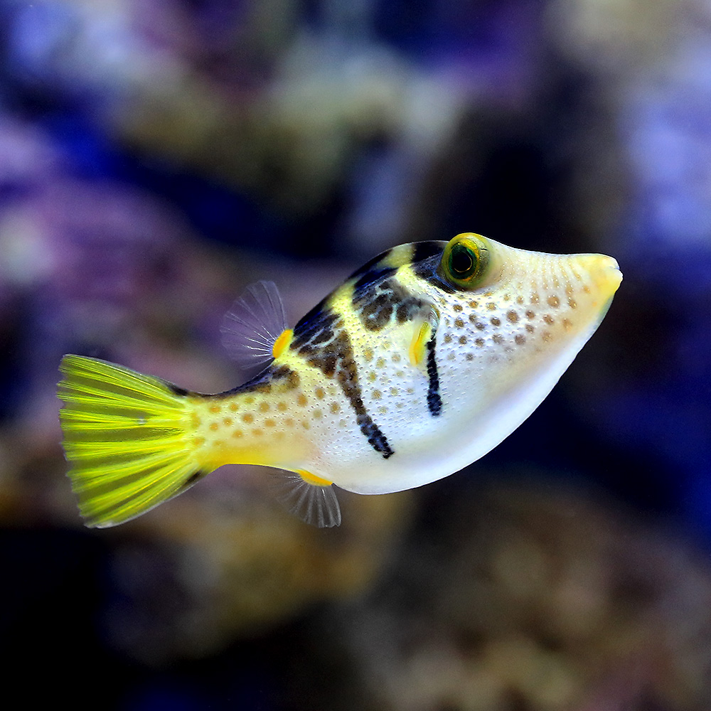 （海水魚）シマキンチャクフグ（１匹）　北海道・九州航空便要保温