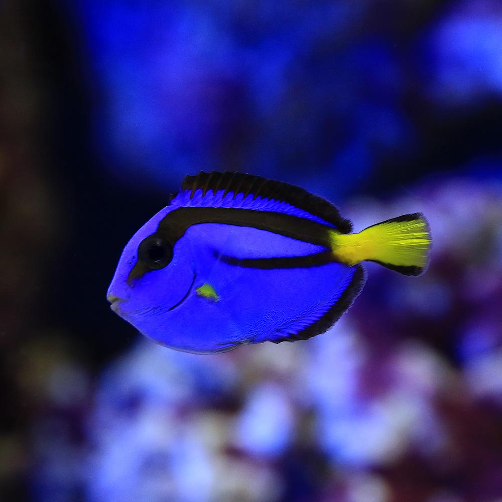 （海水魚）バリ産　ナンヨウハギ　Ｓサイズ（１匹）　北海道・九州航空便要保温