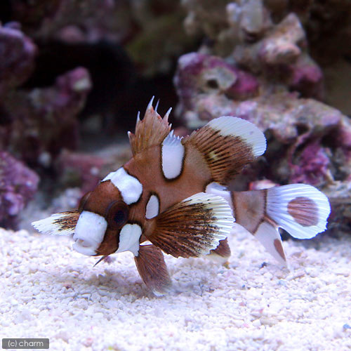 （海水魚）チョウチョウコショウダイ（１匹）　北海道・九州航空便要保温