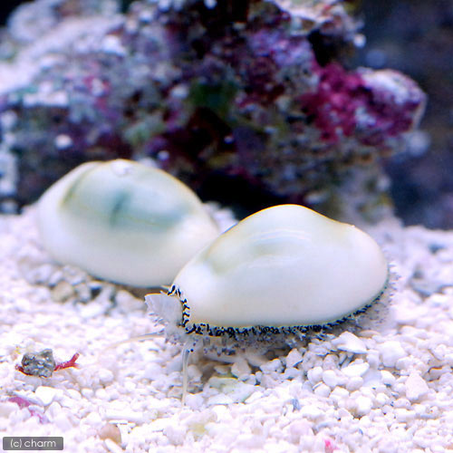 （海水魚）貝　キイロタカラガイ（１匹）　北海道・九州航空便要保温