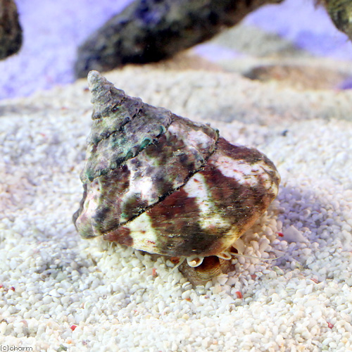 （海水魚）貝　タカセガイ　Ｓサイズ（１匹）　北海道・九州航空便要保温