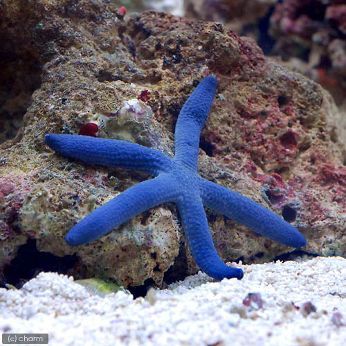 （海水魚）ヒトデ　アオヒトデ（１匹）　北海道・九州航空便要保温