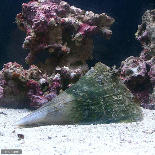 （海水魚）貝　イワカワハゴロモ（１匹）　北海道・九州航空便要保温