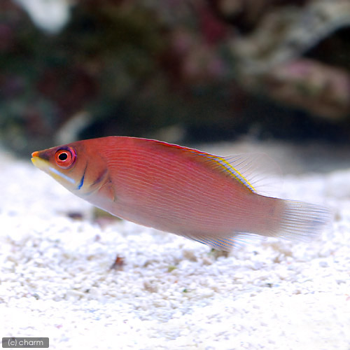 （海水魚）ヒメニセモチノウオ（１匹）　北海道・九州航空便要保温