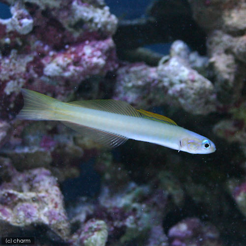 （海水魚）イトマンクロユリハゼ（１匹）