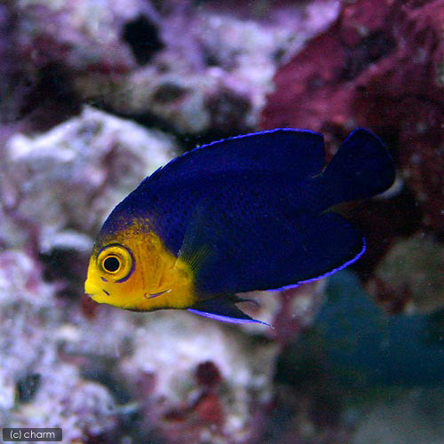 （海水魚）ヤッコ　チェルブピグミーエンゼル（１匹）　北海道航空便要保温