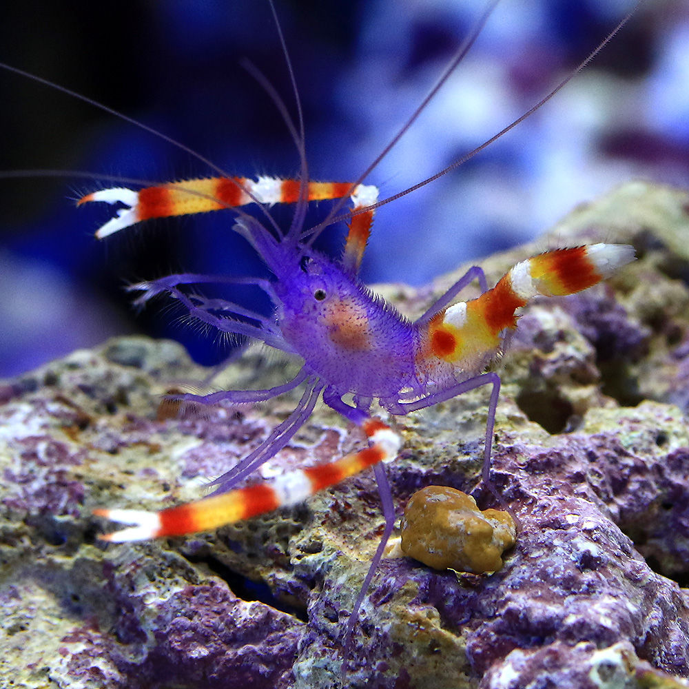 （海水魚）エビ　アオムネオトヒメエビ（１匹）　北海道・九州航空便要保温