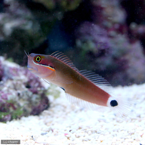 （海水魚）スポットテールブレニー（１匹）　北海道・九州航空便要保温