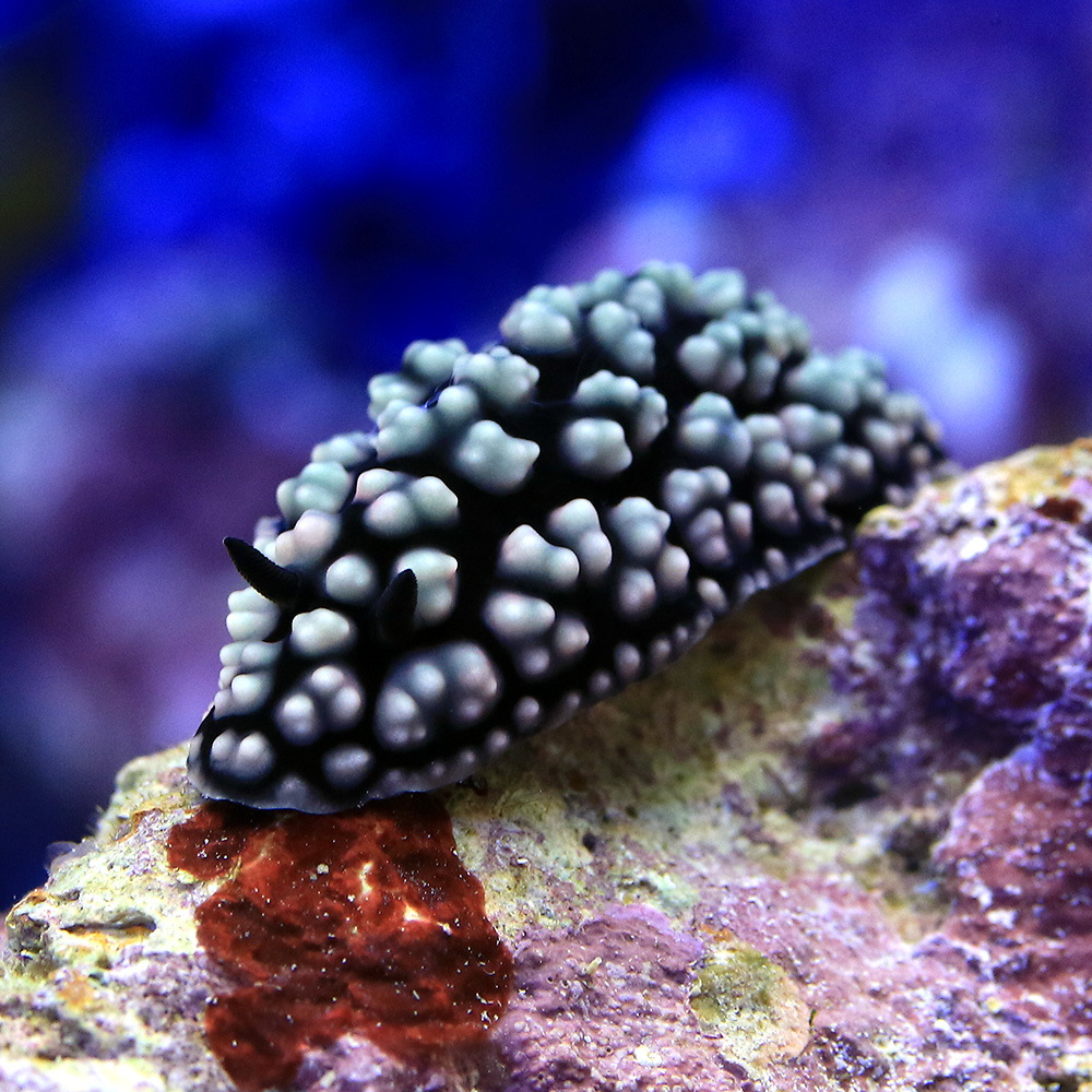 （海水魚）ウミウシ　コイボウミウシ（１匹）　北海道・九州航空便要保温