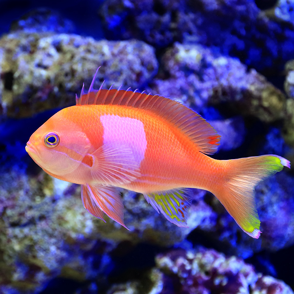 （海水魚）スミレナガハナダイ　オス（１匹）　北海道・九州航空便要保温