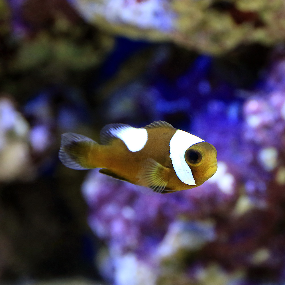 （海水魚）トウアカクマノミ　Ｓサイズ（ワイルド）（１匹）　北海道・九州航空便要保温