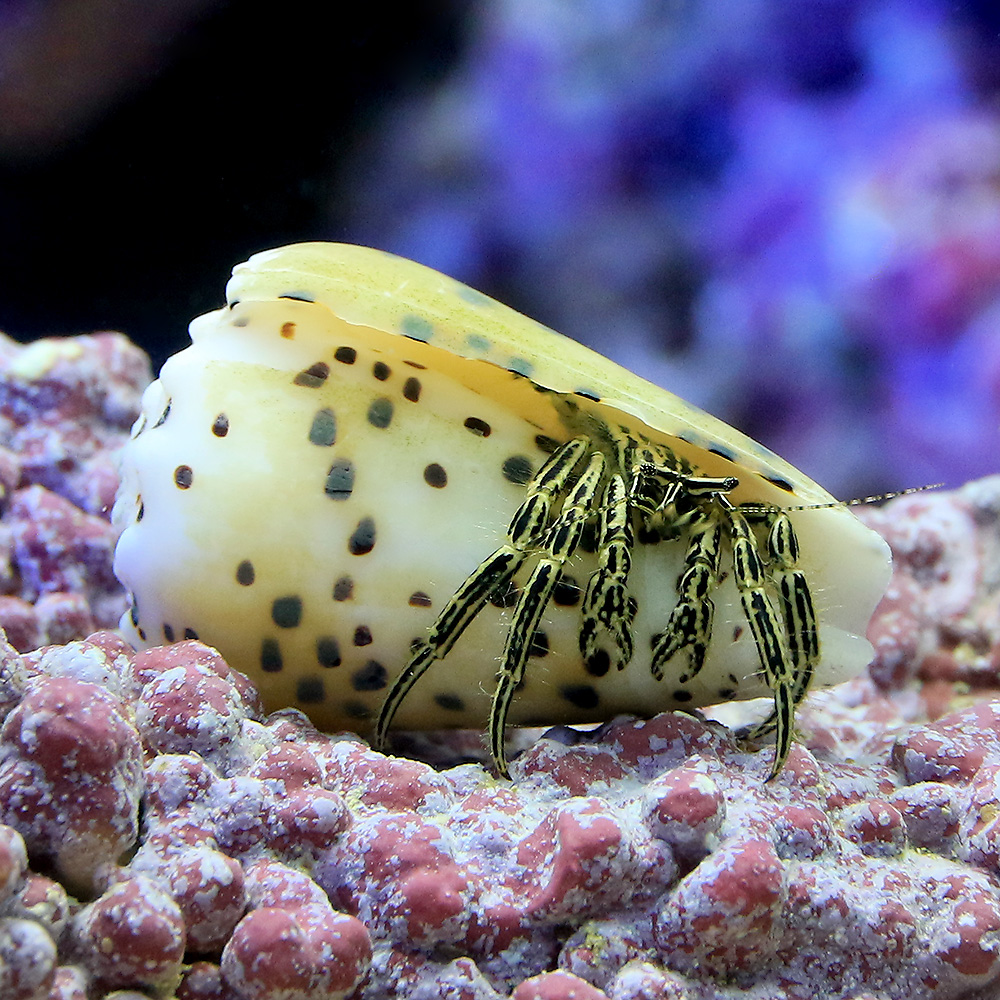 （海水魚）ヤドカリ　イモガイヨコバサミ（１匹）　北海道・九州航空便要保温