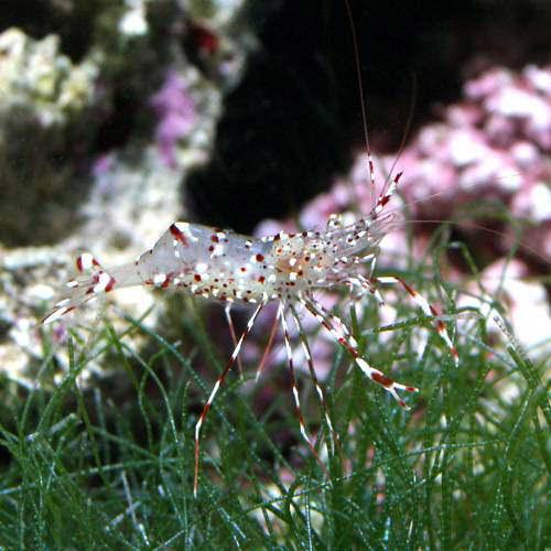 （海水魚）エビ　沖縄産　ソリハシコモンエビ（１匹）　北海道・九州航空便要保温