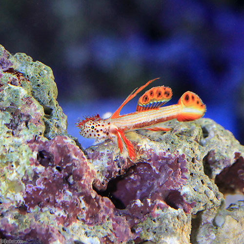 （海水魚）ホムラハゼ（１匹）