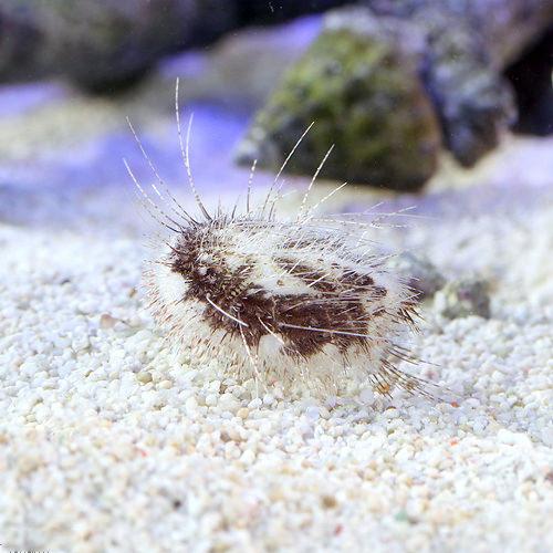 （海水魚）ウニ　オニヒメブンブク　Ｓサイズ（１匹）　北海道・九州航空便要保温