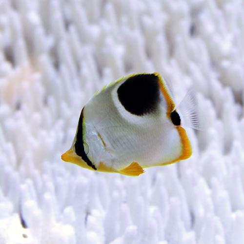 （海水魚）セグロチョウチョウウオ（１匹）　北海道・九州航空便要保温