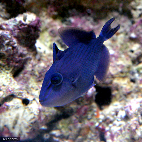 （海水魚）アカモンガラ（１匹）　北海道・九州航空便要保温