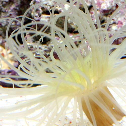 （海水魚）ハナギンチャクｓｐ．　おまかせカラー（１匹）無脊椎動物　北海道・九州航空便要保温