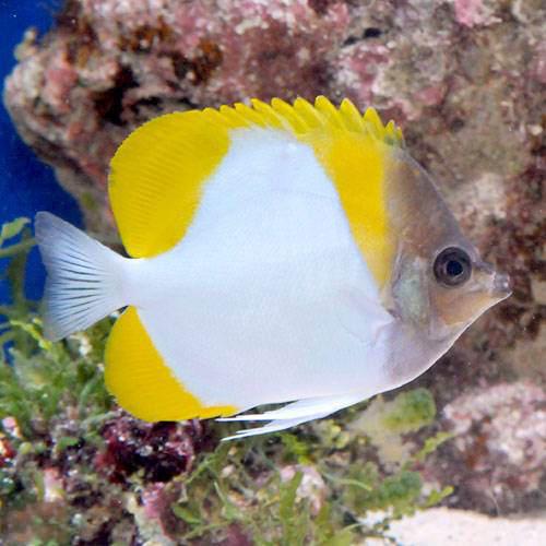 （海水魚）カスミチョウチョウウオ（１匹）　北海道・九州航空便要保温