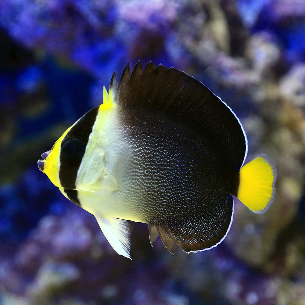 （海水魚）ヤッコ　チリメンヤッコ　Ｍサイズ（１匹）　北海道・九州航空便要保温