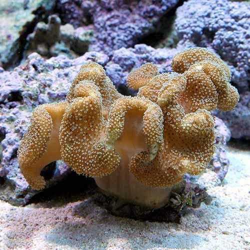 （サンゴ）沖縄産　オオウミキノコ　Ｍサイズ（１個）　北海道・九州航空便要保温