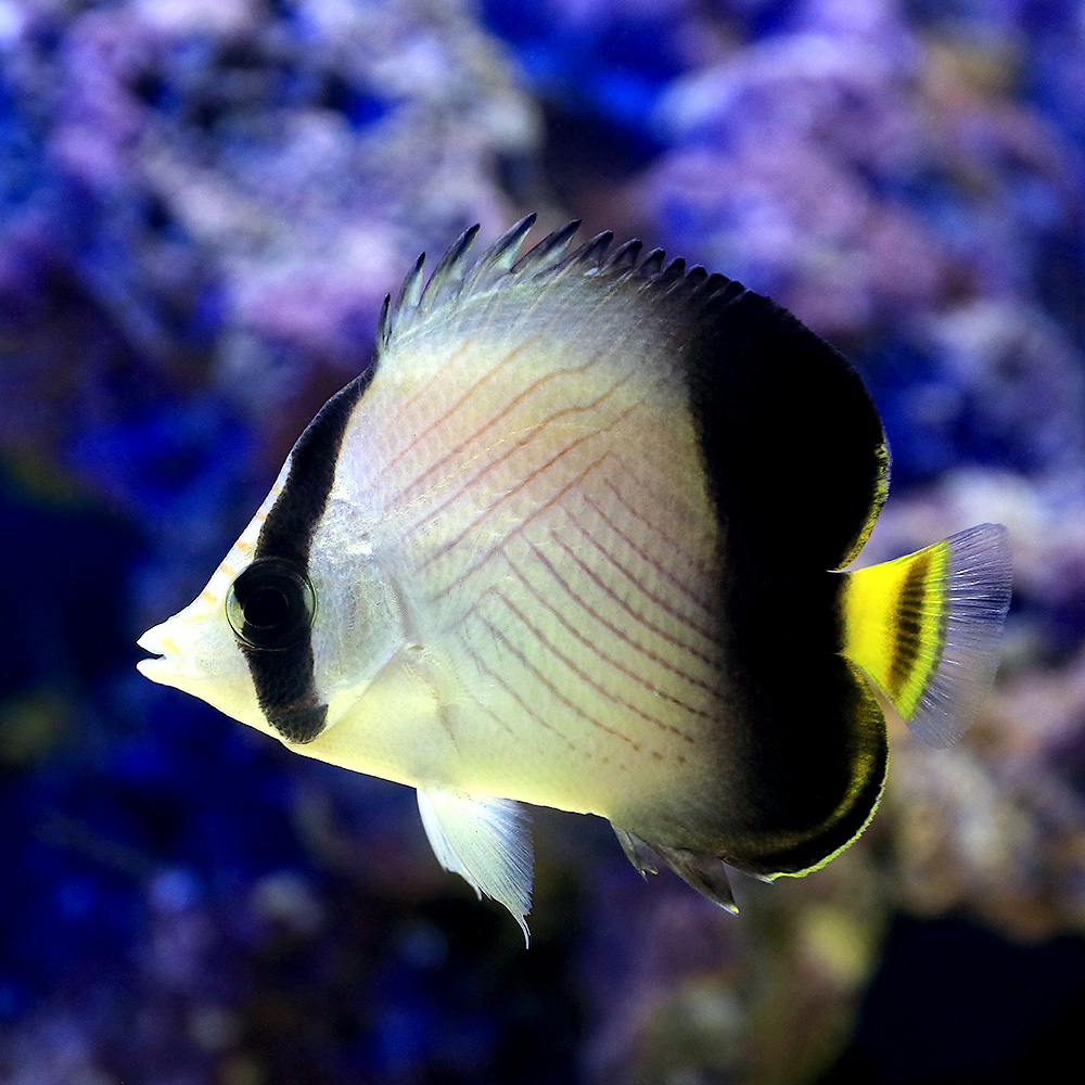 （海水魚）インドフウライチョウチョウウオ（１匹）　北海道・九州航空便要保温