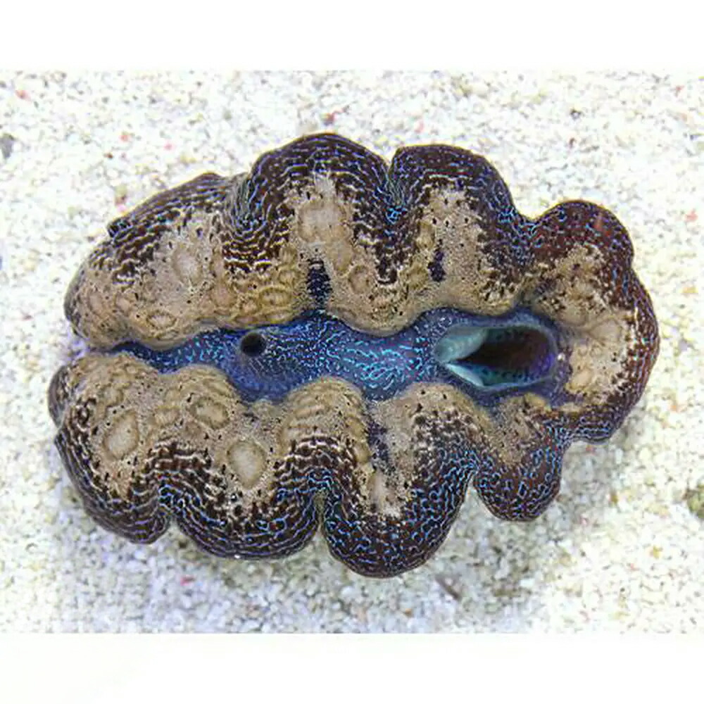 （サンゴ）ヒメシャコガイ　おまかせカラー　Ｌサイズ（１匹）　北海道・九州航空便要保温