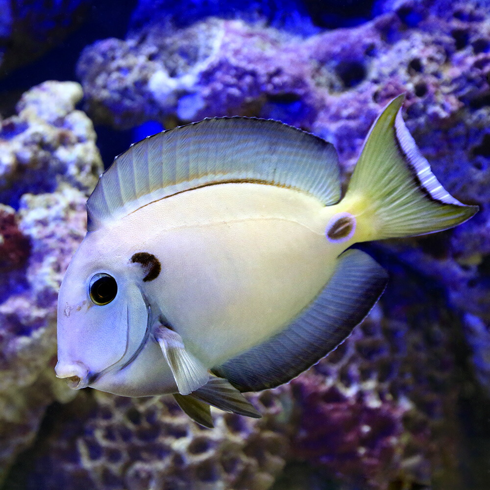 （海水魚）テネンツサージョンフィッシュ（１匹）