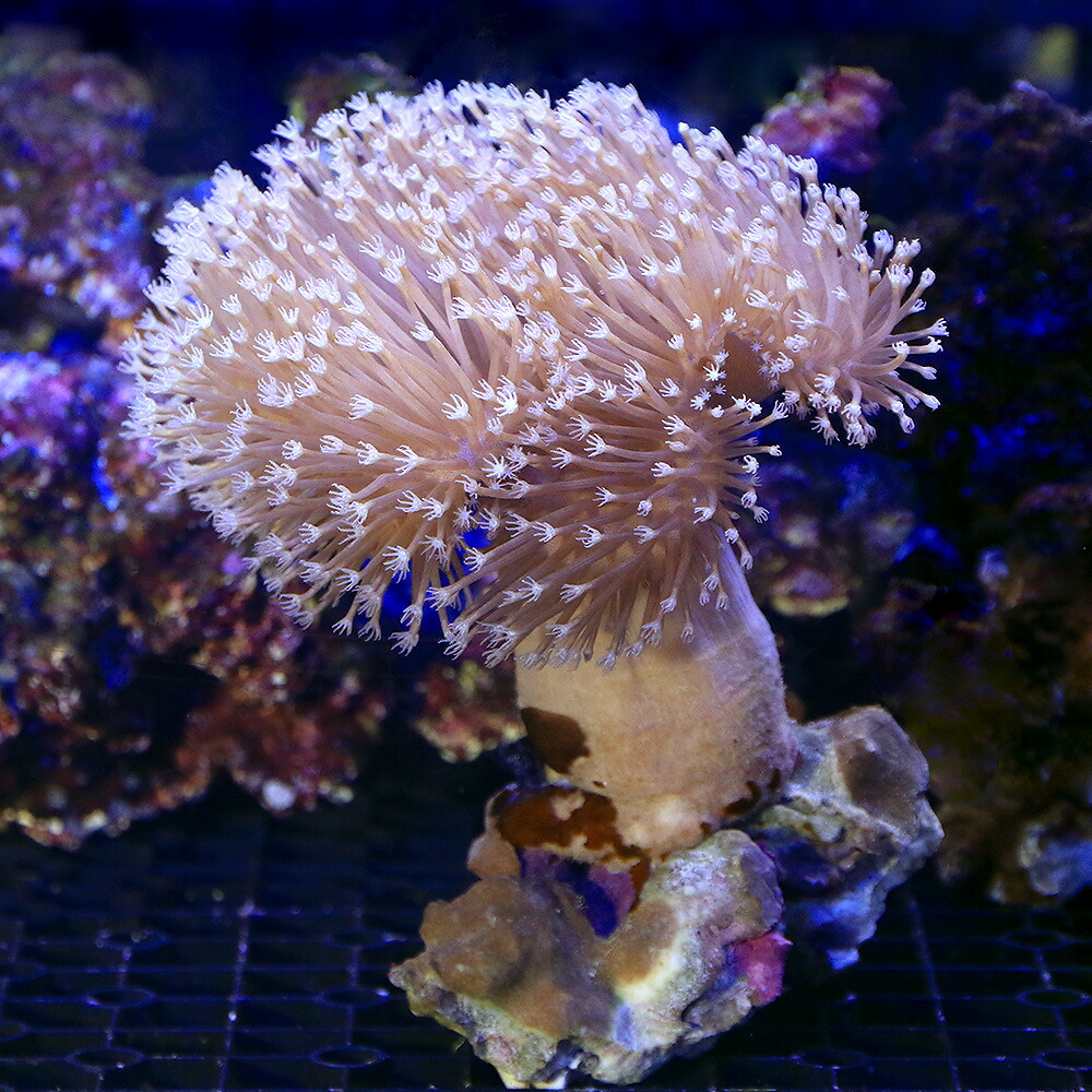 （サンゴ）沖縄産　ウミキノコ　ロングポリプ　Ｌサイズ（１個）　北海道・九州航空便要保温