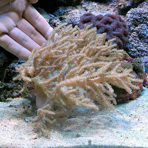 （サンゴ）沖縄産　ヤワタコアシカタトサカ　Ｌサイズ（１個）　北海道・九州航空便要保温