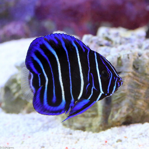 （海水魚）ヤッコ　アデヤッコ　幼魚　Ｓサイズ（１匹）　北海道航空便要保温