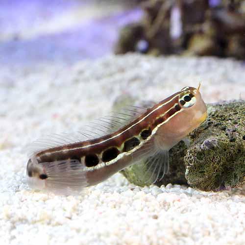 （海水魚）インド洋産　ヒトスジギンポ（１匹）　北海道・九州航空便要保温