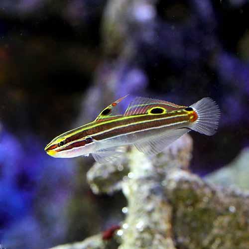 （海水魚）沖縄産　キンセンハゼ（１匹）