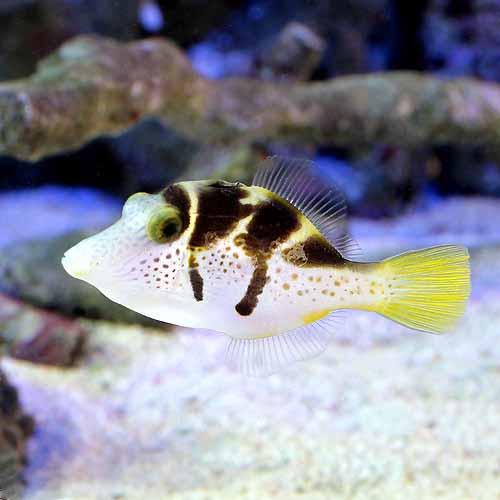 （海水魚）ノコギリハギ（１匹）　北海道航空便要保温